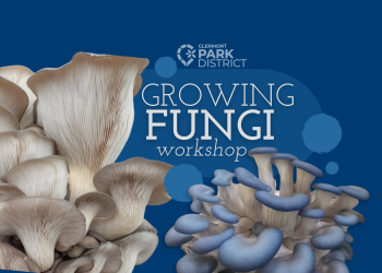 Oyster mushrooms and a blue mushrooms on a blue background with white text that says "Growing fungi workshop"